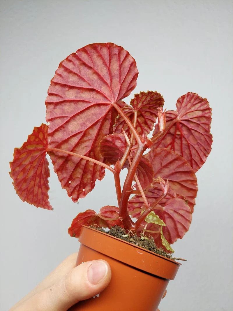 Begonia Chlorosticta