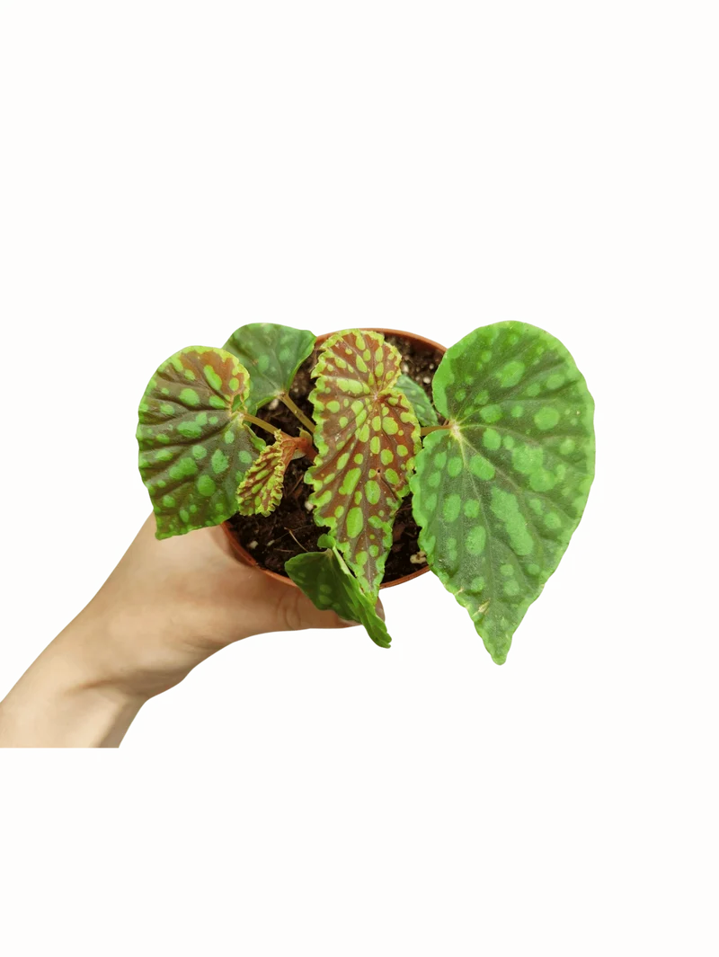 Begonia Chlorosticta