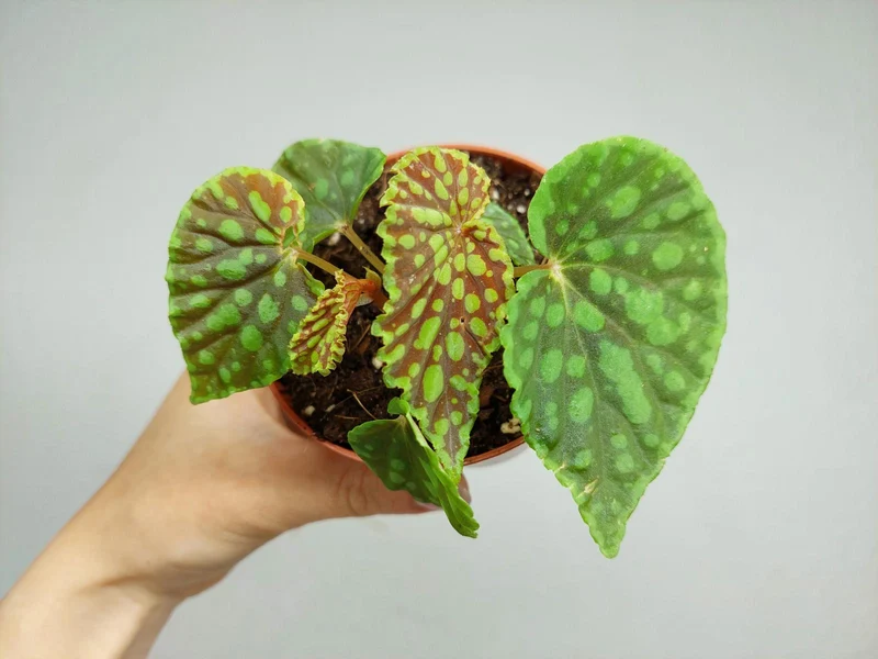 Begonia Chlorosticta