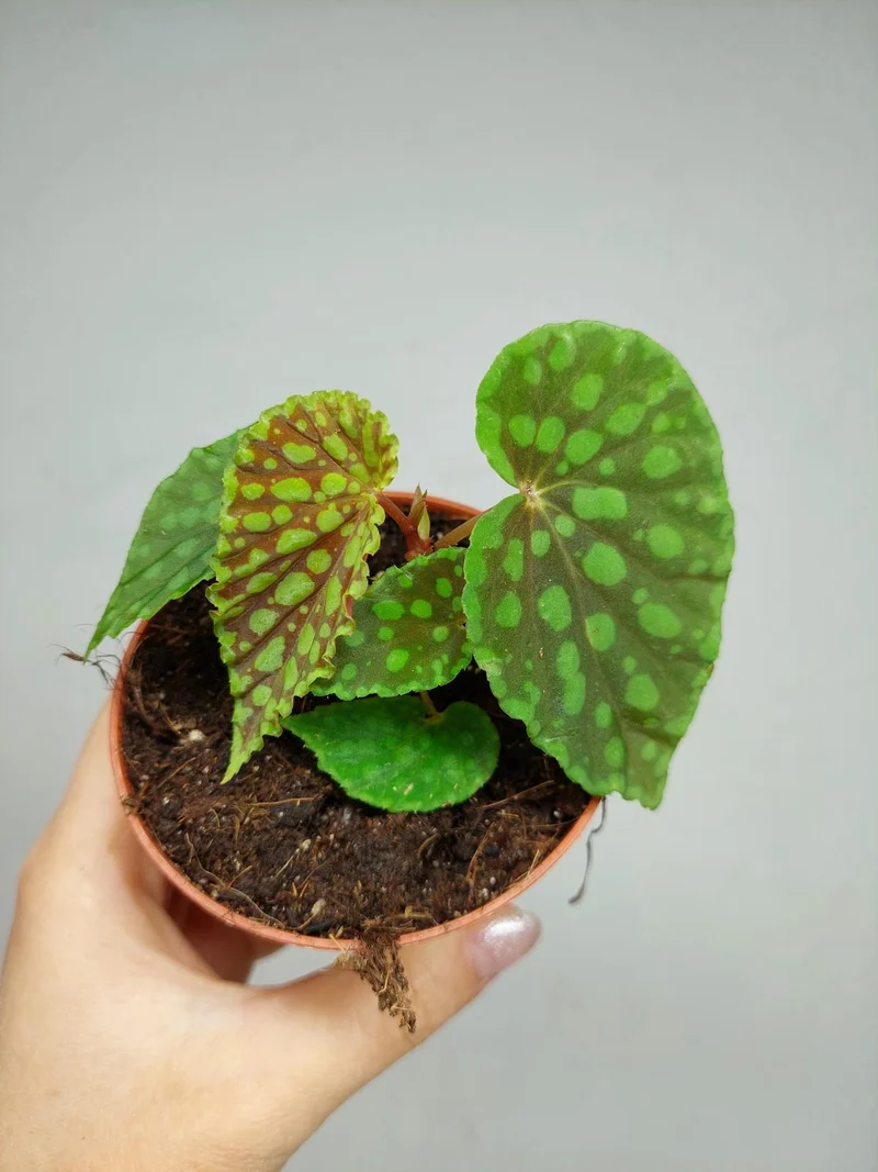 Begonia Chlorosticta