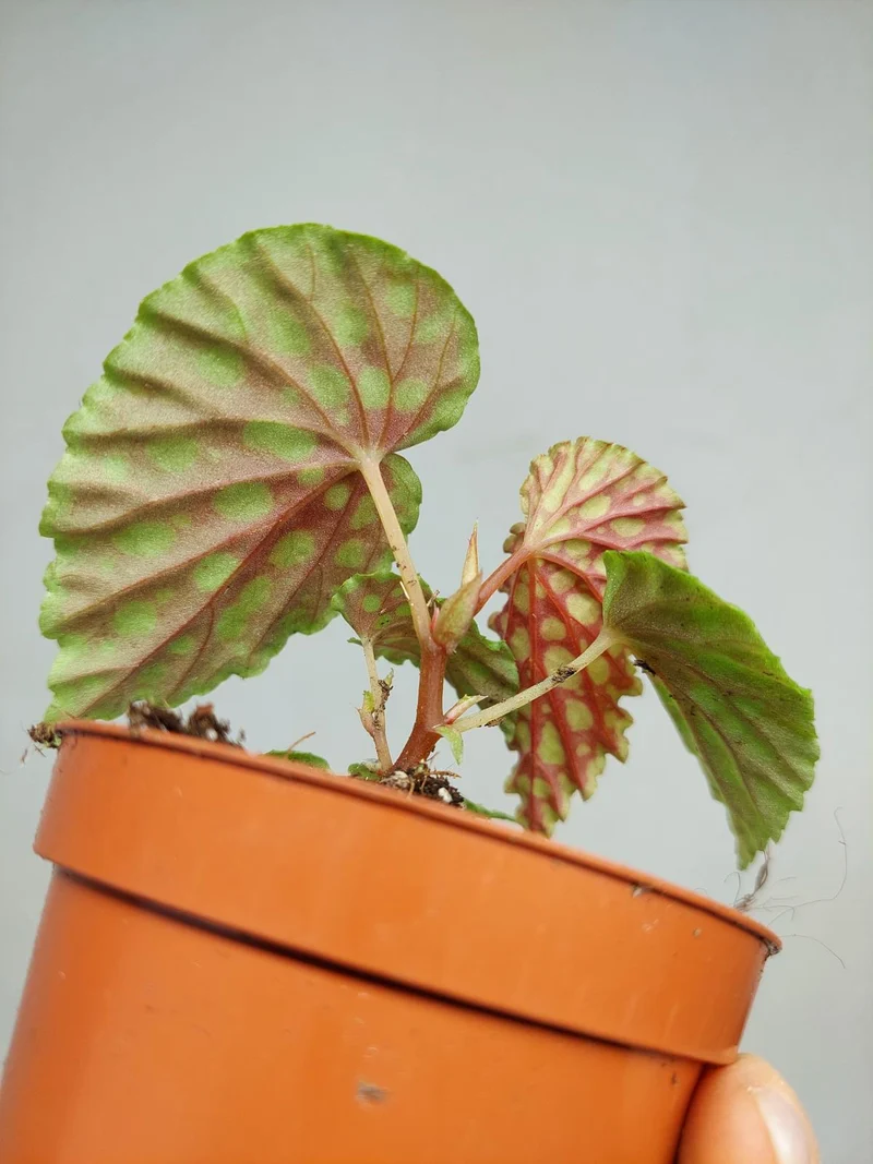 Begonia Chlorosticta