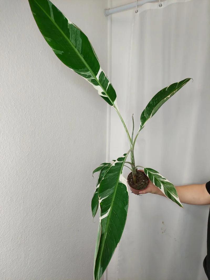 Musa Variegata