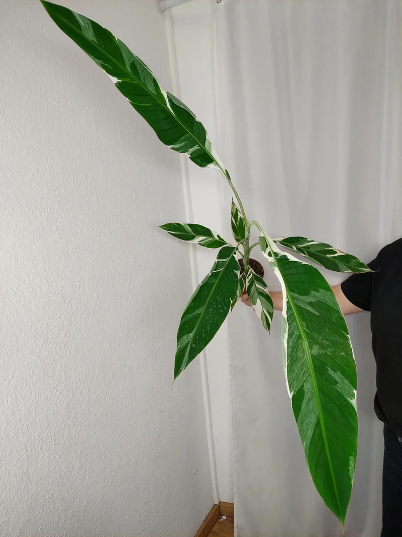 Musa Variegata