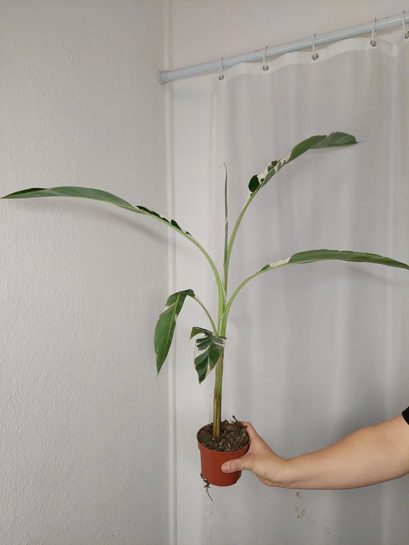 Musa Variegata