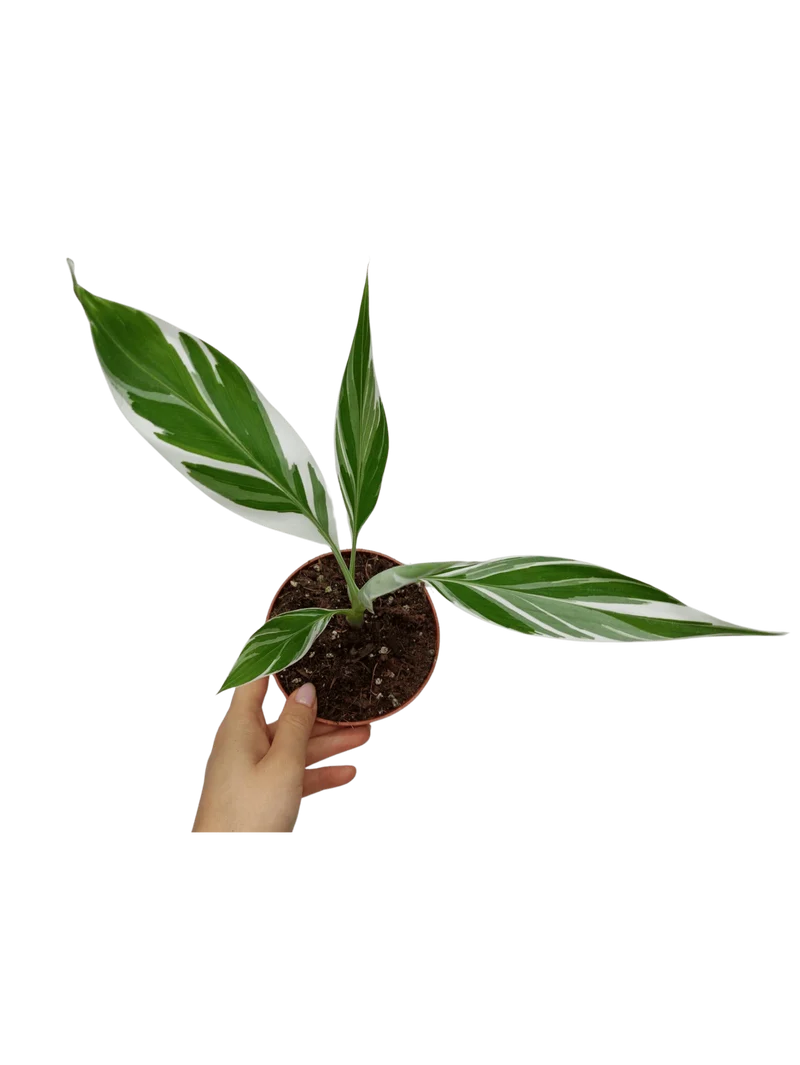 Musa Variegata