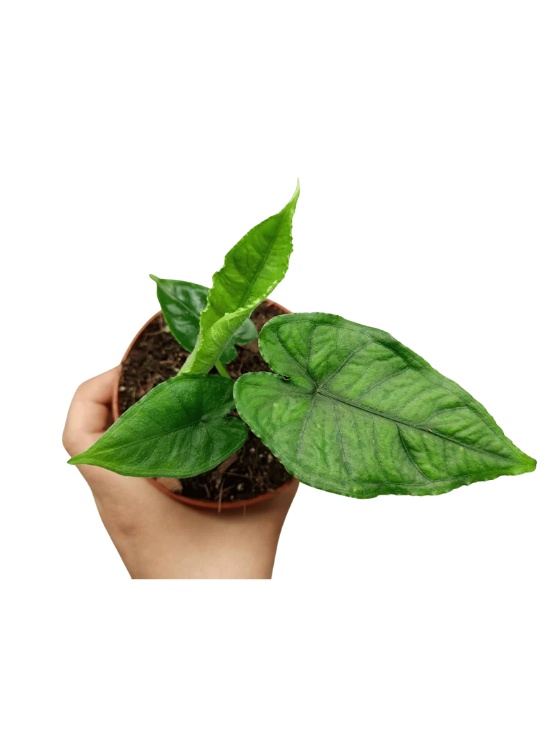Alocasia Olanii
