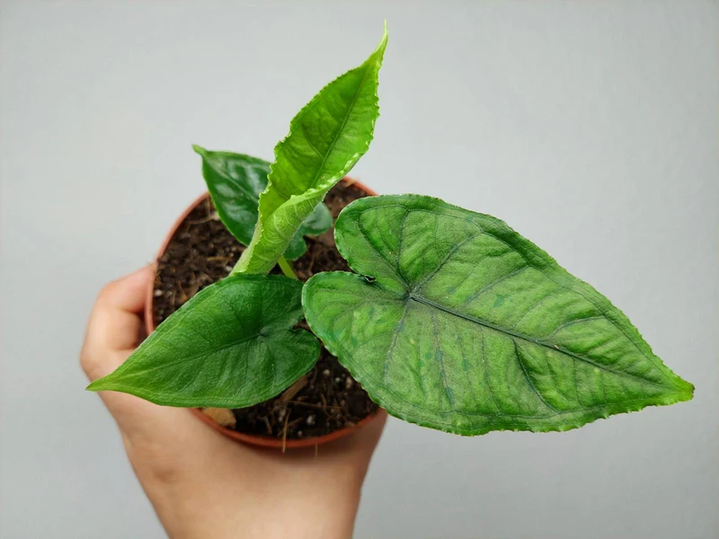 Alocasia Olanii