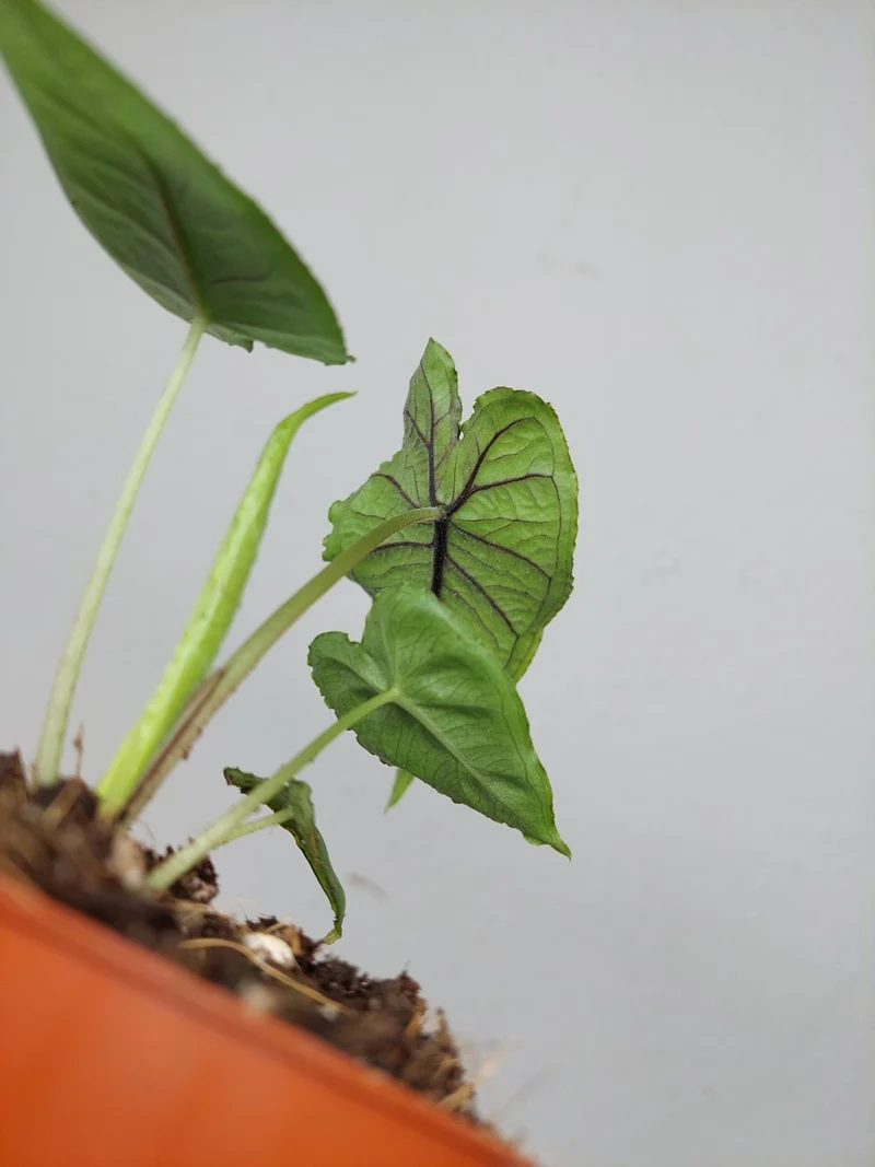 Alocasia Olanii