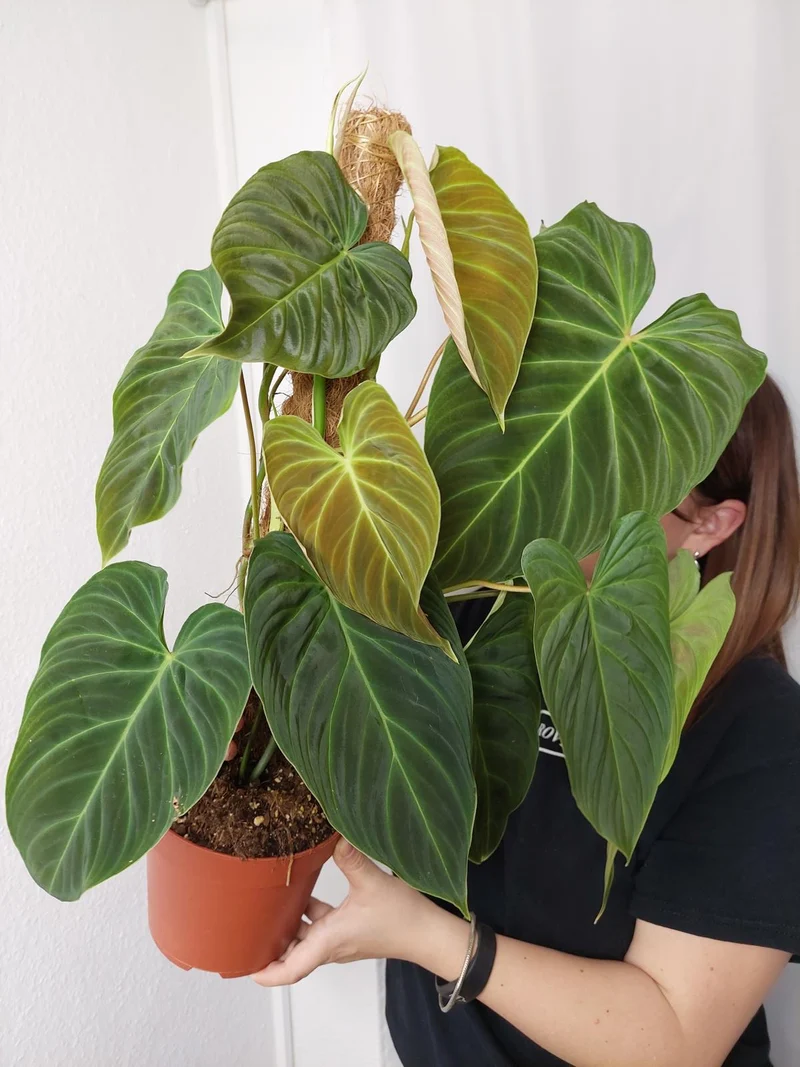 Philodendron Splendid buschig