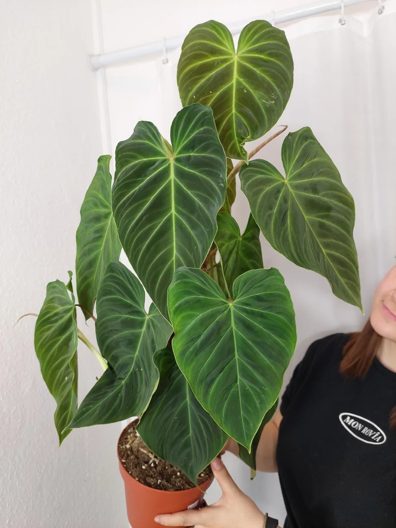 Philodendron Splendid buschig