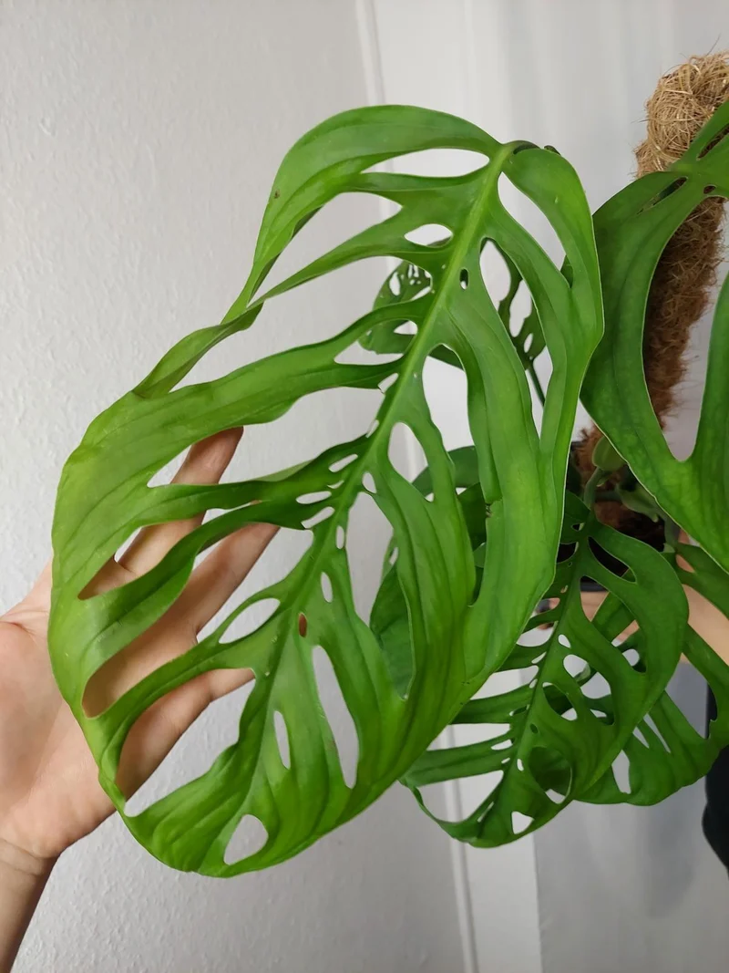 Monstera Esqueleto