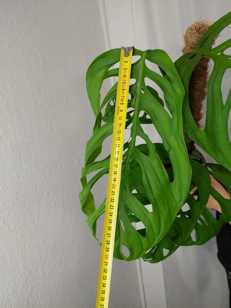 Monstera Esqueleto