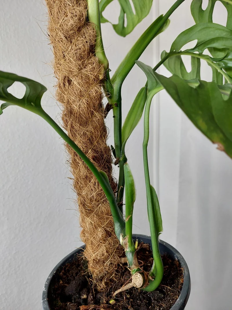 Monstera Esqueleto