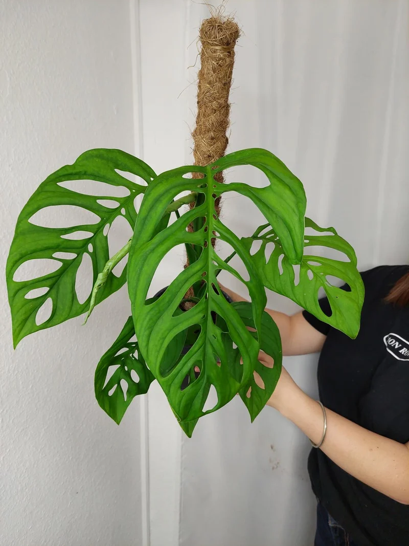 Monstera Esqueleto
