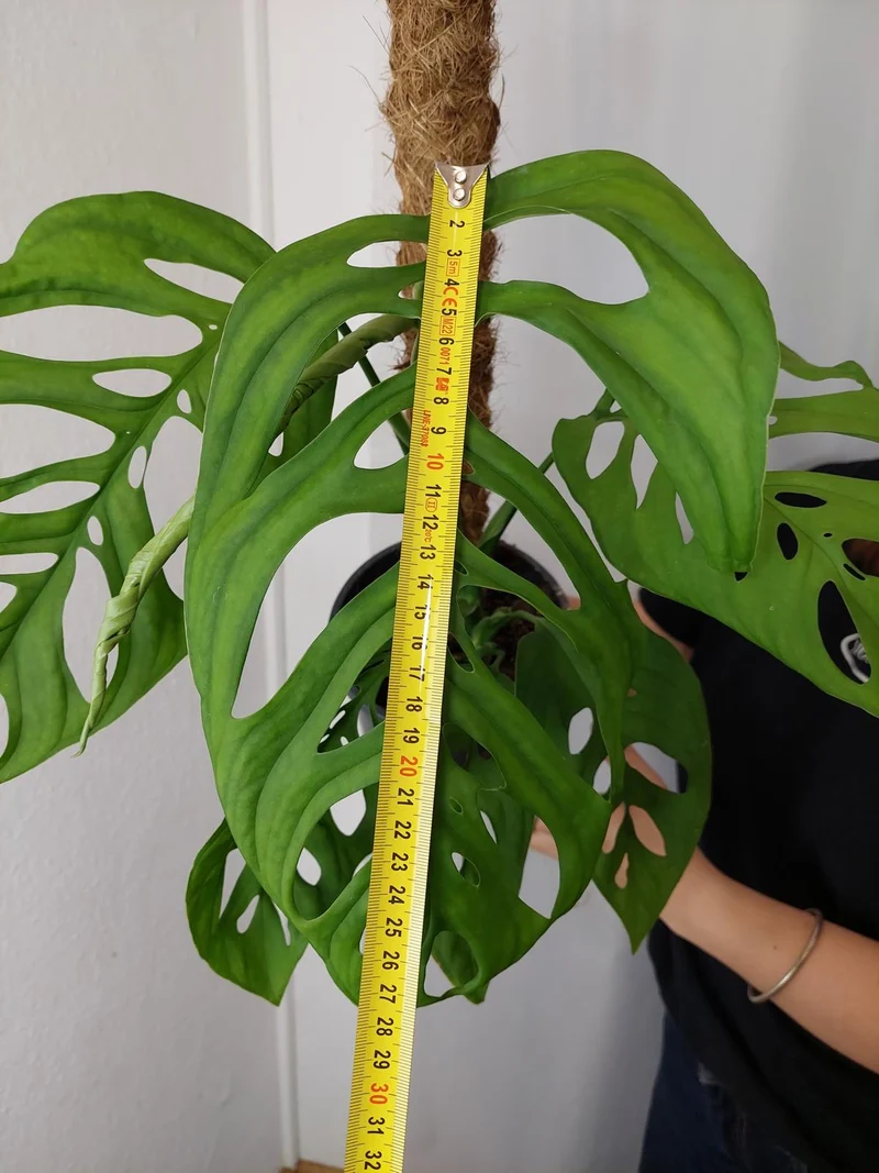 Monstera Esqueleto