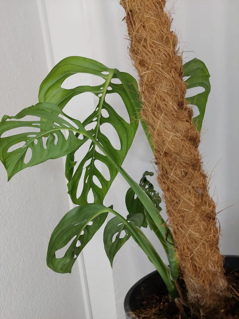 Monstera Esqueleto