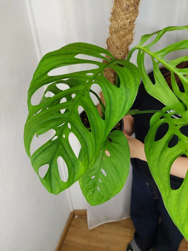 Monstera Esqueleto