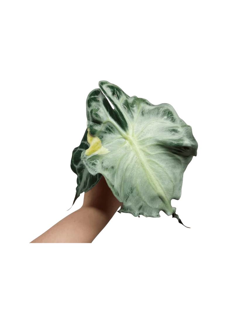 Alocasia Venom Aurea