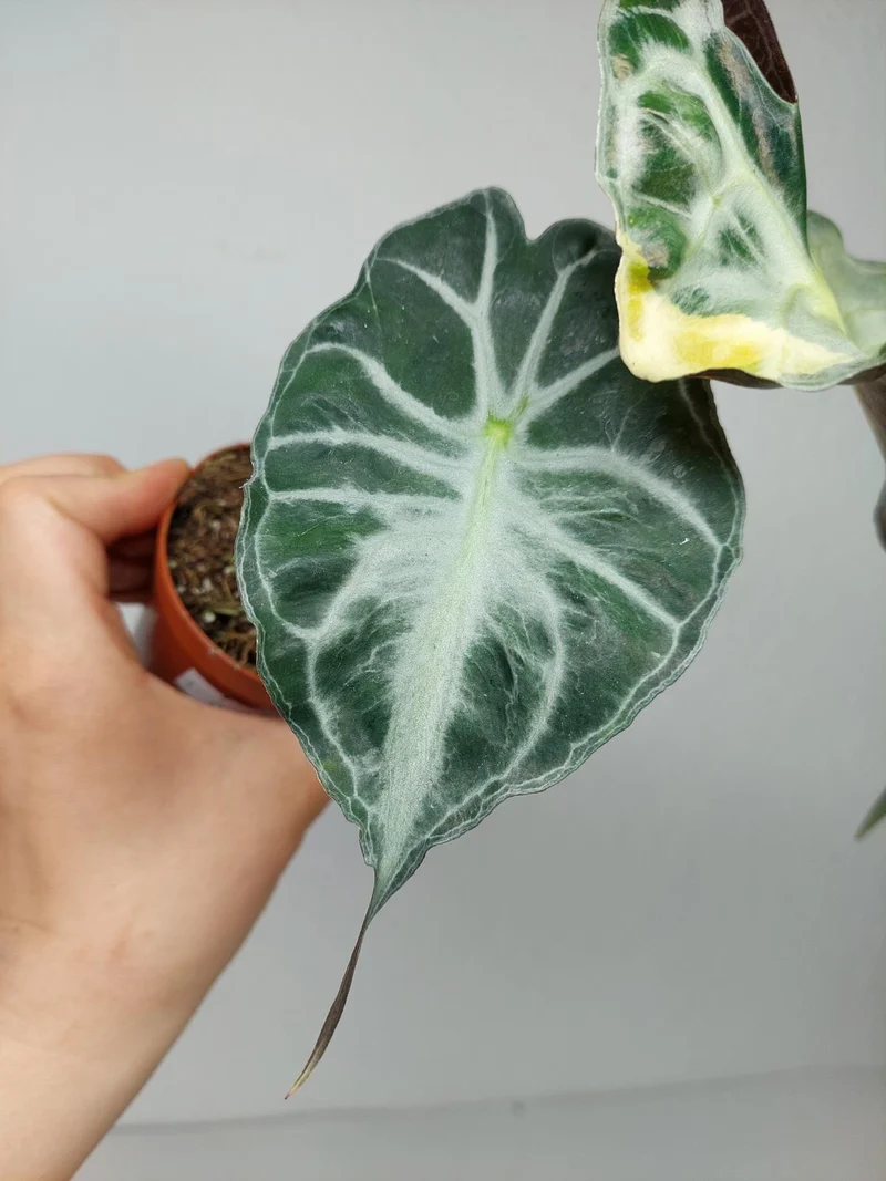 Alocasia Venom Aurea