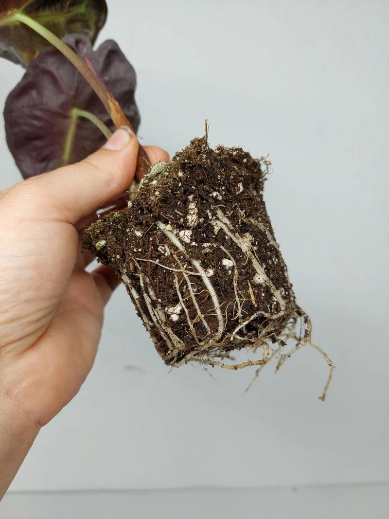 Alocasia Venom Aurea