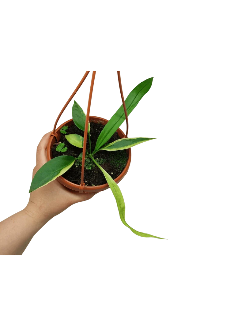 Anthurium Vittarifolium Aurea Mutation