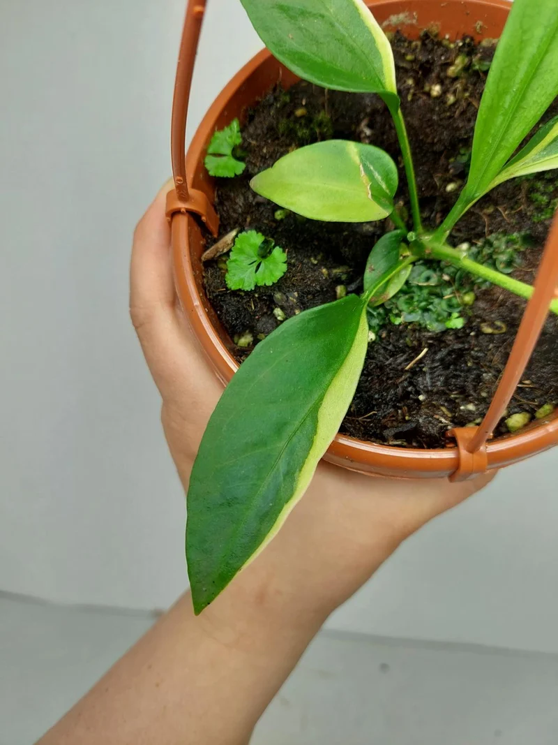 Anthurium Vittarifolium Aurea Mutation