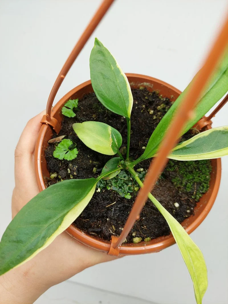 Anthurium Vittarifolium Aurea Mutation
