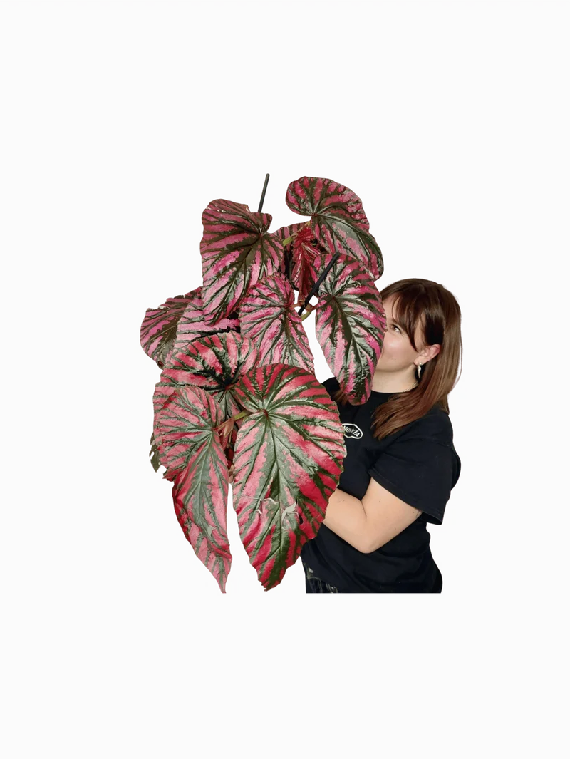 Begonia Breverimosa XXL
