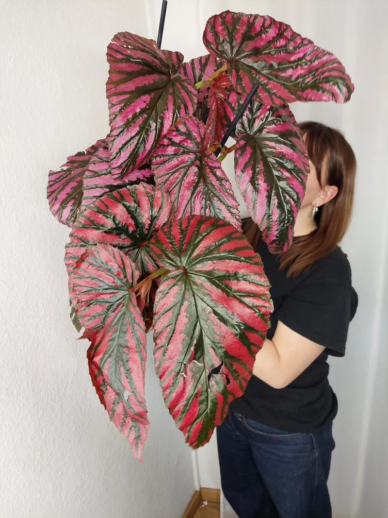Begonia Breverimosa XXL