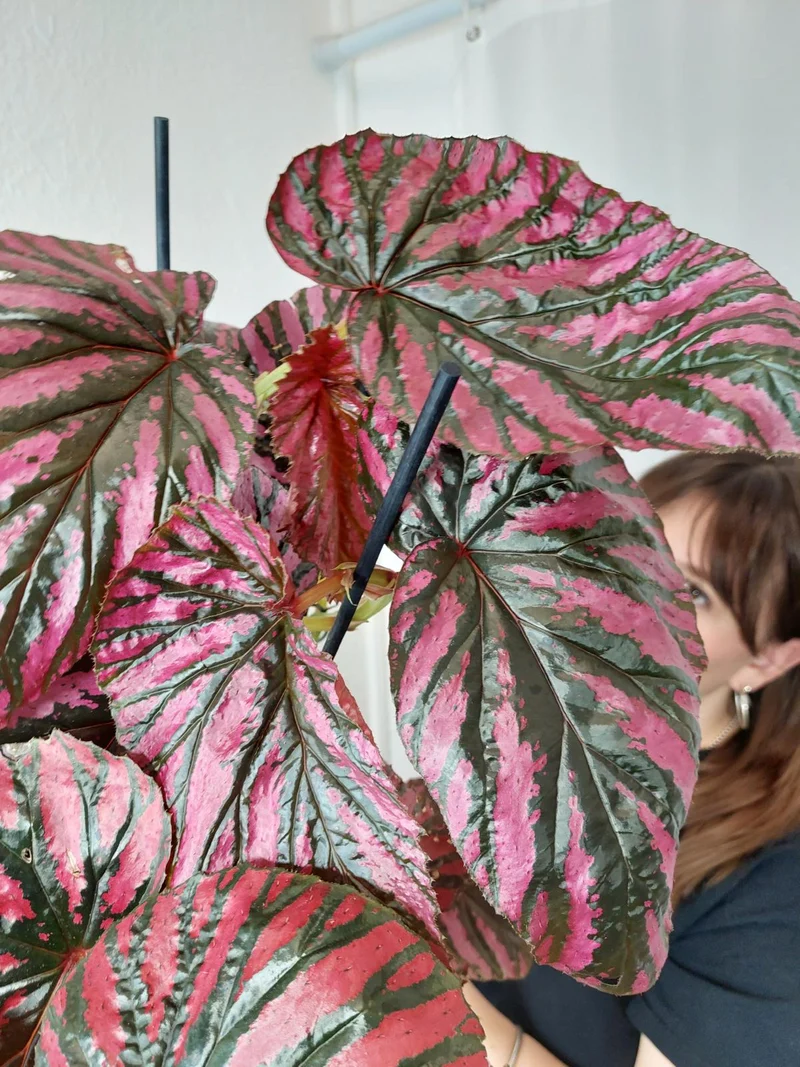 Begonia Breverimosa XXL