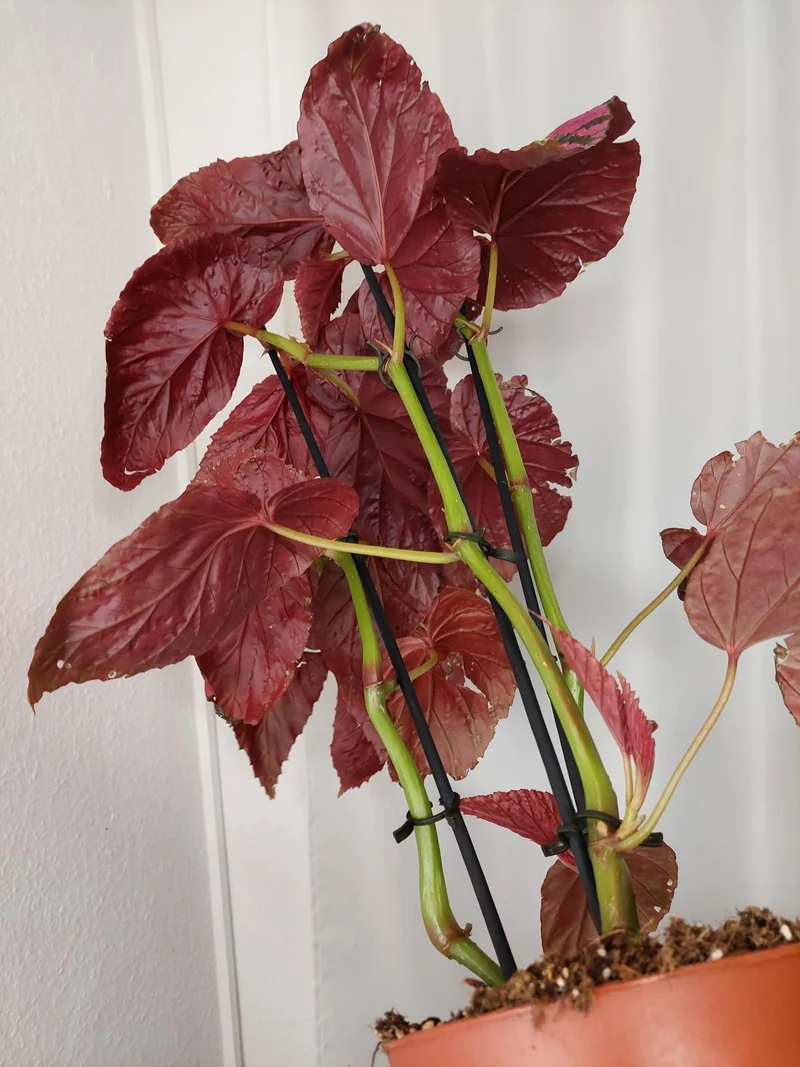 Begonia Breverimosa XXL