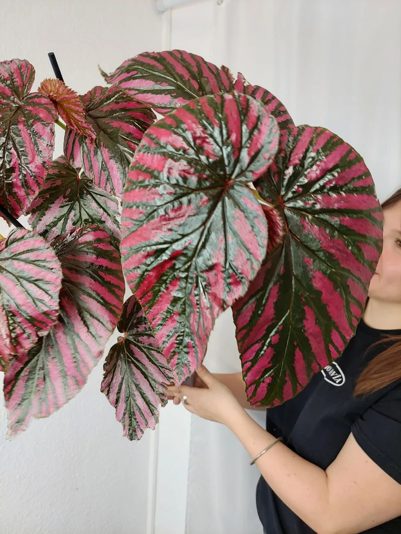 Begonia Breverimosa XXL