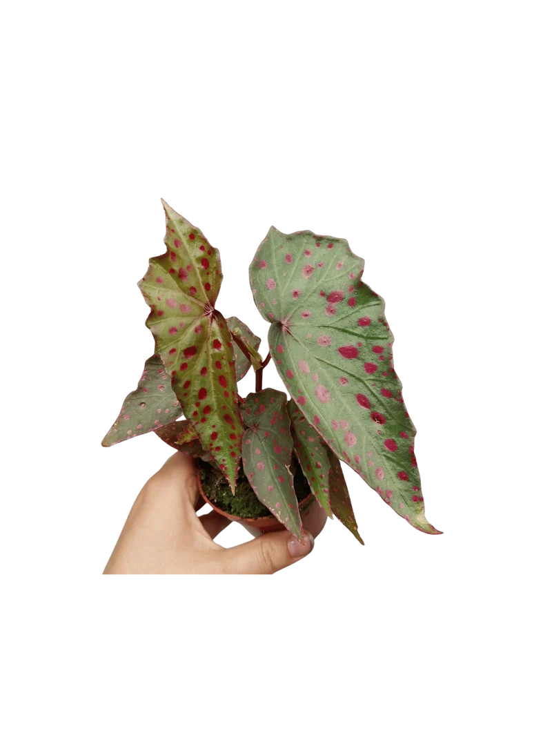 Begonia Amphioxus x Malachosticta