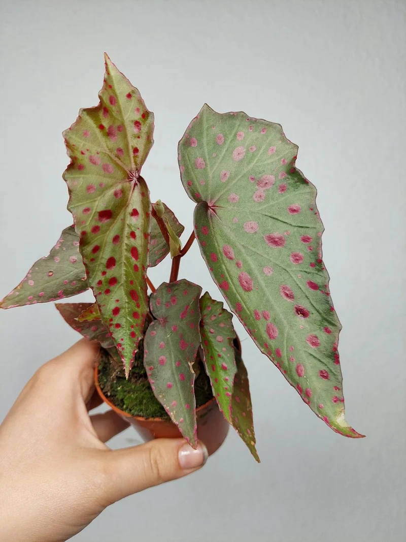 Begonia Amphioxus x Malachosticta