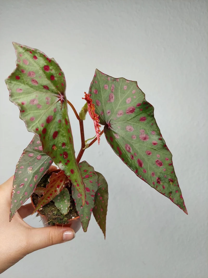 Begonia Amphioxus x Malachosticta