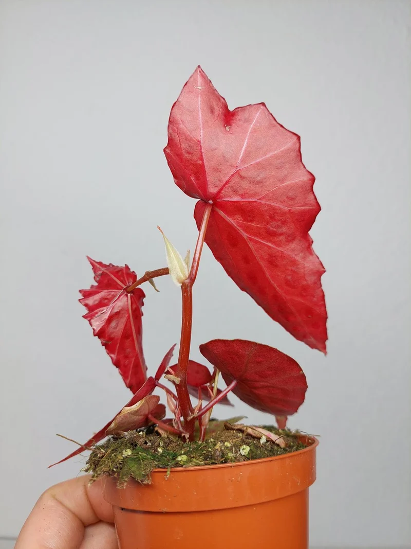 Begonia Amphioxus x Malachosticta