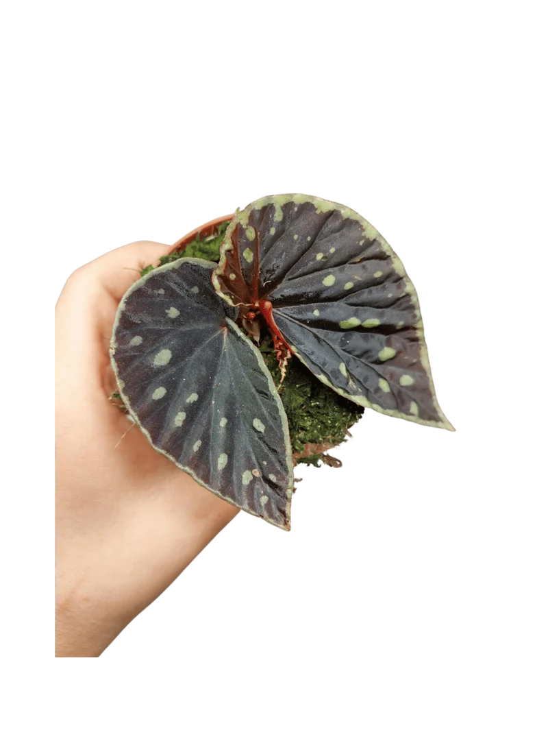 Begonia Firefly