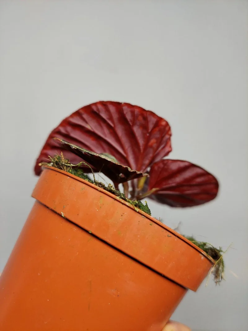 Begonia Firefly