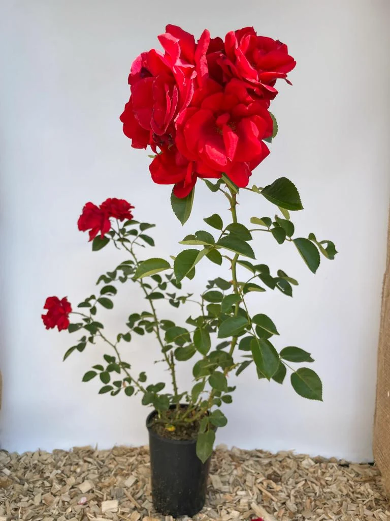 Kletterrose 'Santana'®