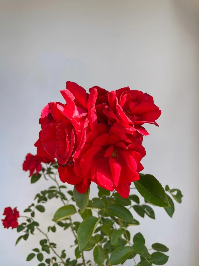 Kletterrose 'Santana'®