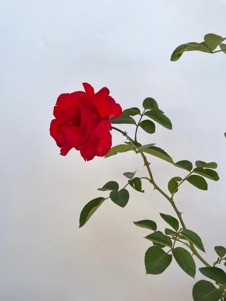 Kletterrose 'Santana'®