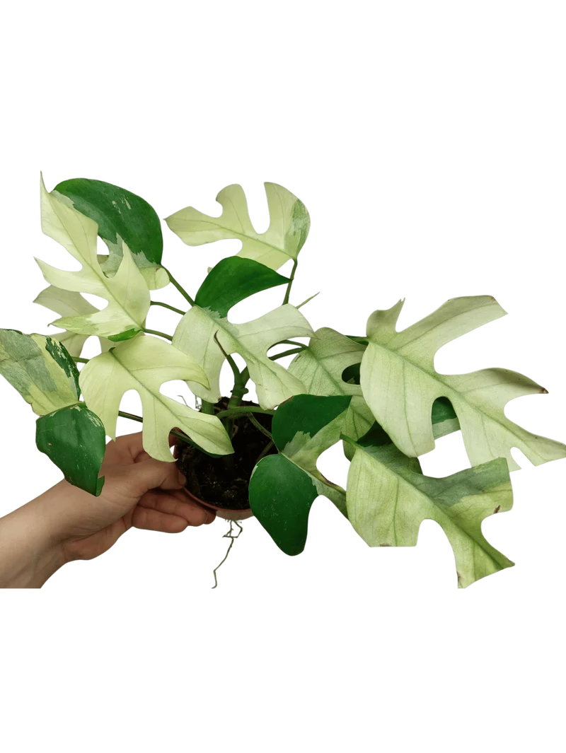 Raphidophora Tetrasperma Mint Variegata