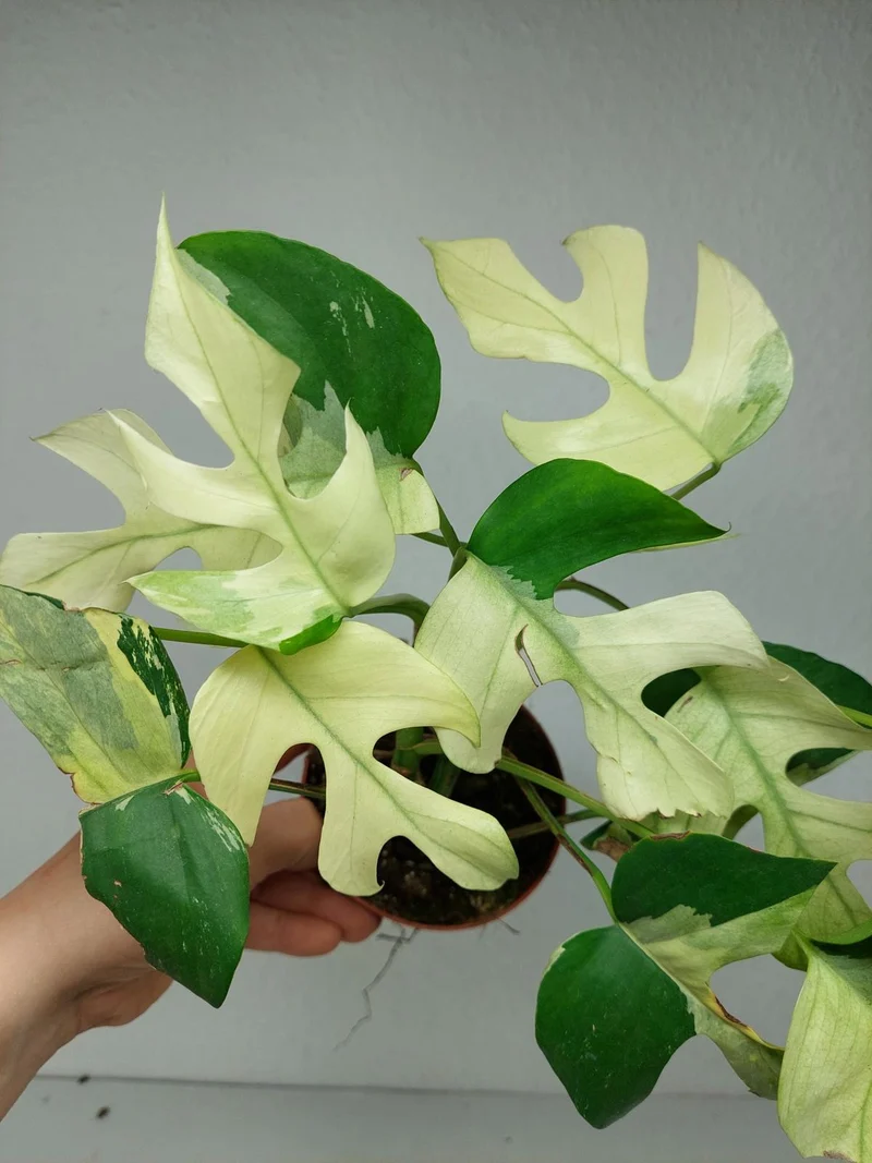 Raphidophora Tetrasperma Mint Variegata