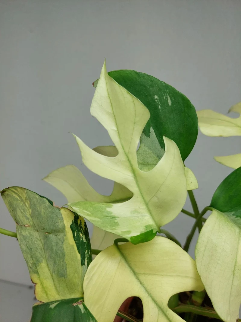 Raphidophora Tetrasperma Mint Variegata