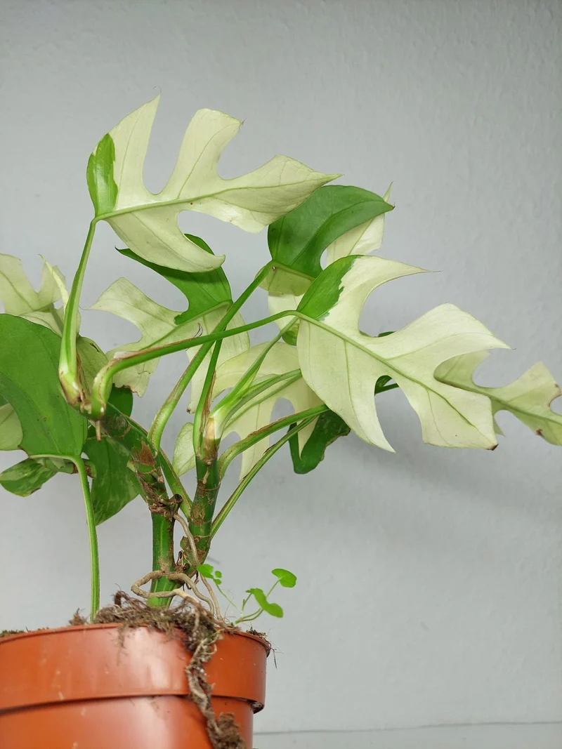 Raphidophora Tetrasperma Mint Variegata