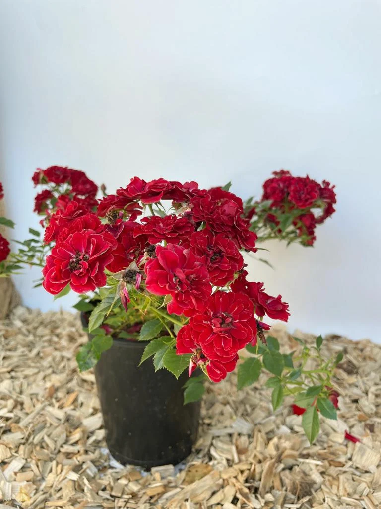 Bodendeckerrose 'Fairy Red® 92'