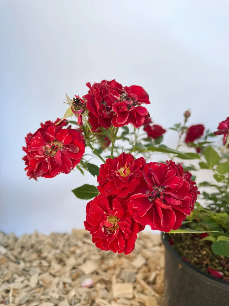 Bodendeckerrose 'Fairy Red® 92'