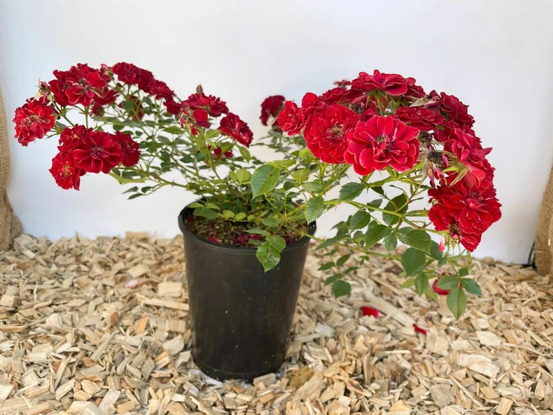 Bodendeckerrose 'Fairy Red® 92'