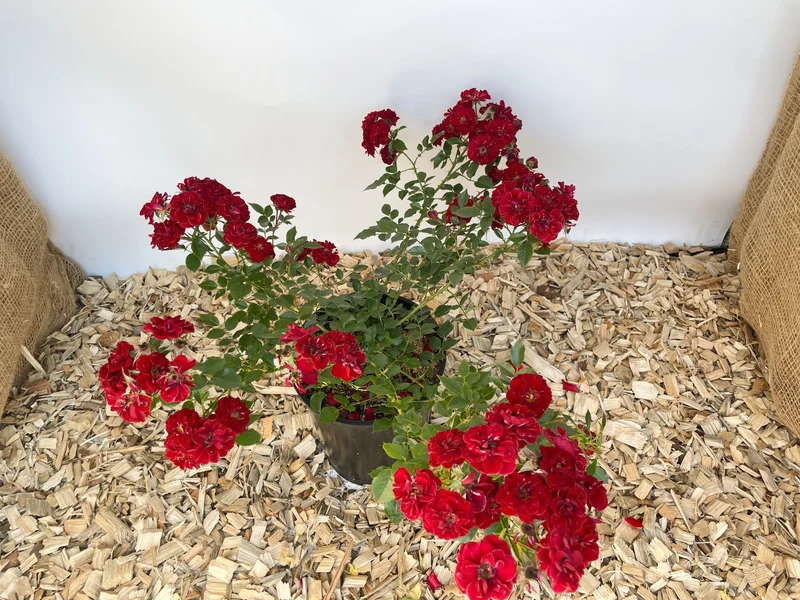 Bodendeckerrose 'Fairy Red® 92'
