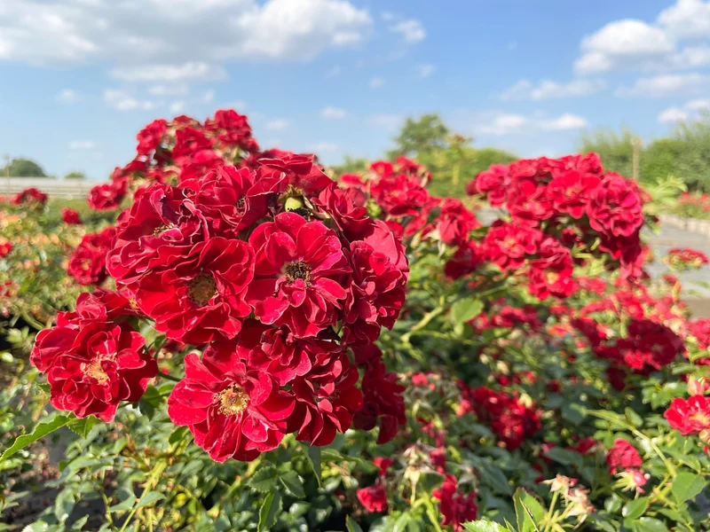 Bodendeckerrose 'Fairy Red® 92'